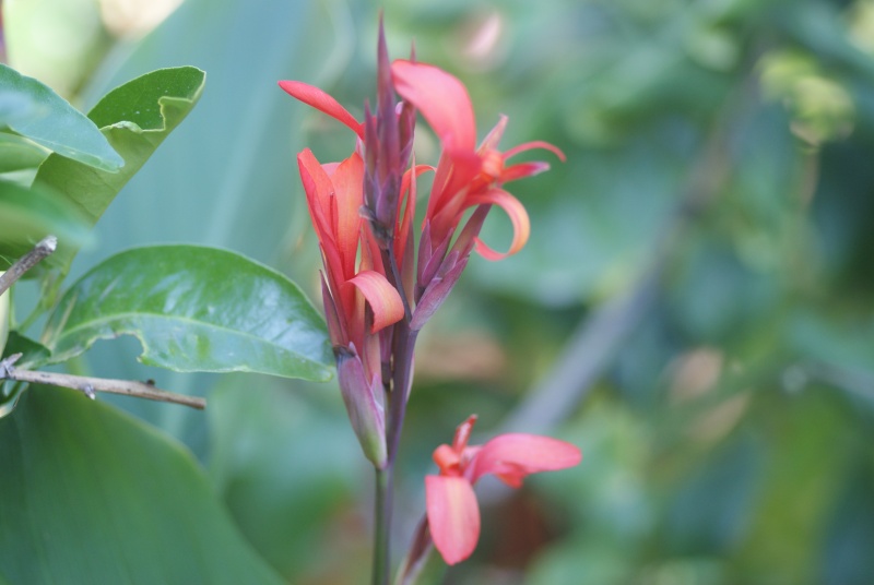 cannas Canas_11