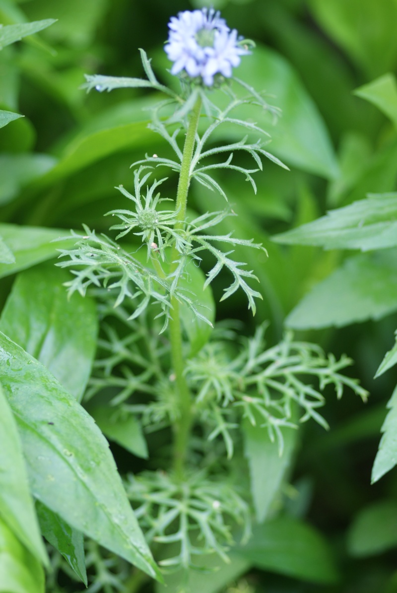 a identifier : Gilia leptantha  Feuill10