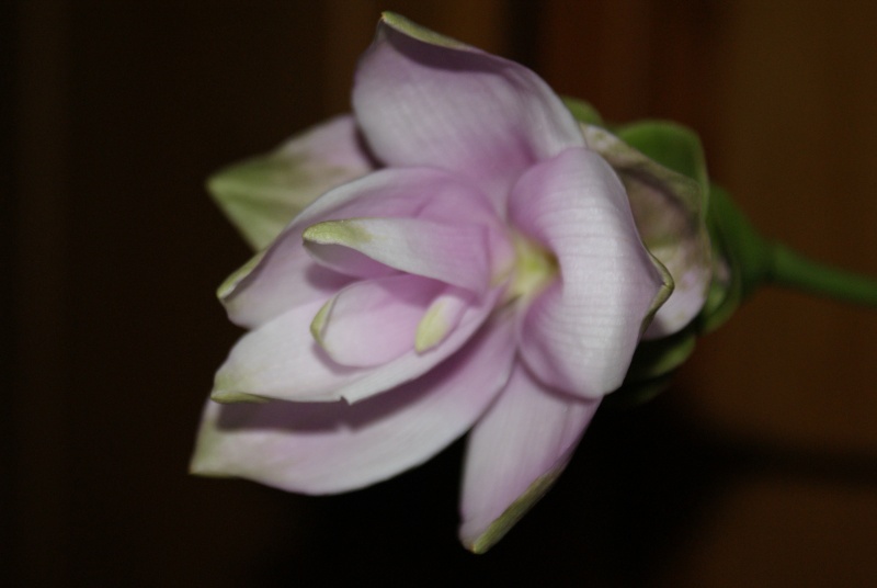 Curcuma Nouvel13
