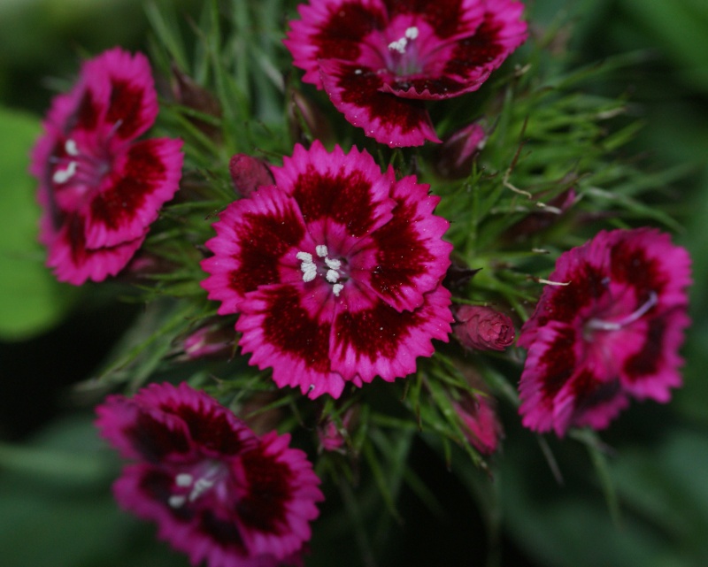 Oœillet du poète 'Indian Carpet' / Dianthus barbatus 'Indian ... Oeille10