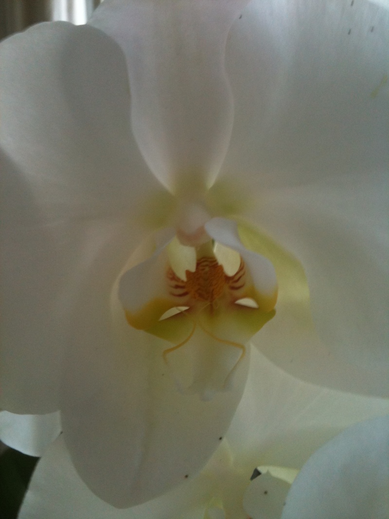 Phalaenopsis - Page 3 Orchid12