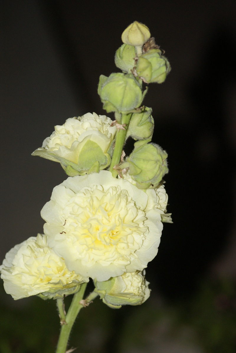 Althaea rosea, Alcea rosea, Rose trémière 2011, c'est parti!! ça continue en 2012! - Page 2 Tremie11