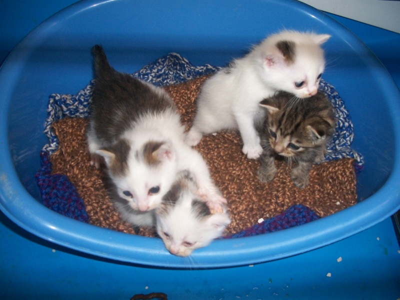 Vulco (chaton tigré gris et blanc)
