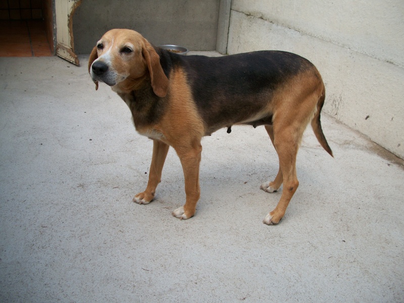 MADY (croisée beagle) 00215