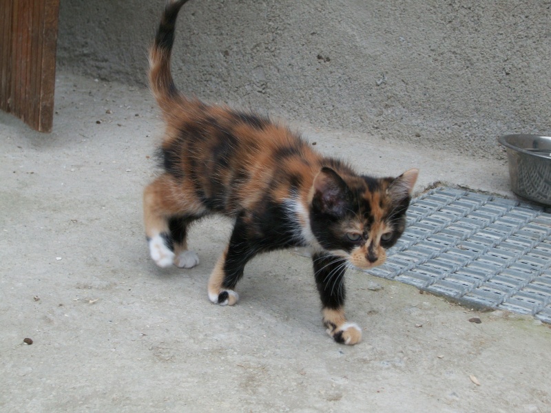 GANACHE (chaton femelle tricolore) 03211