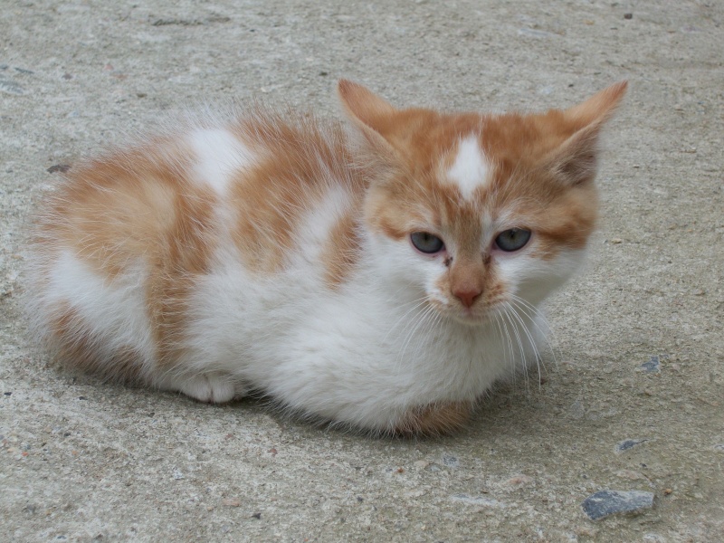 GOODY (chaton mâle roux et blanc) 03510