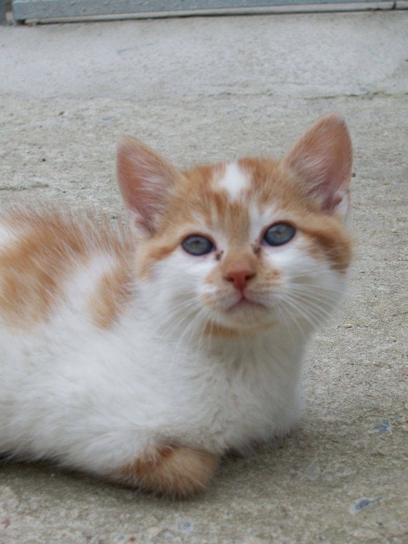GOODY (chaton mâle roux et blanc) 03612