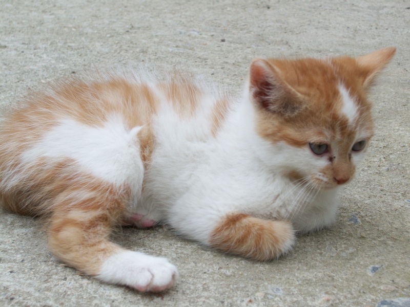 GOODY (chaton mâle roux et blanc) 03710