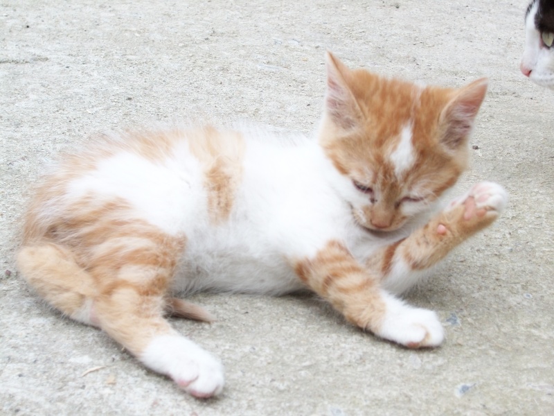 GOODY (chaton mâle roux et blanc) 03911