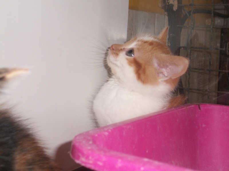 GOODY (chaton mâle roux et blanc) 07610