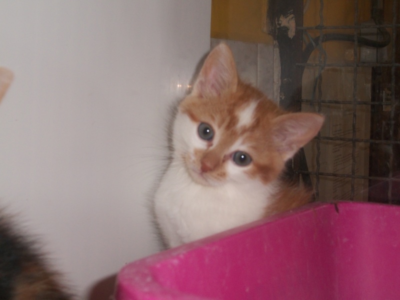 GOODY (chaton mâle roux et blanc) 07710