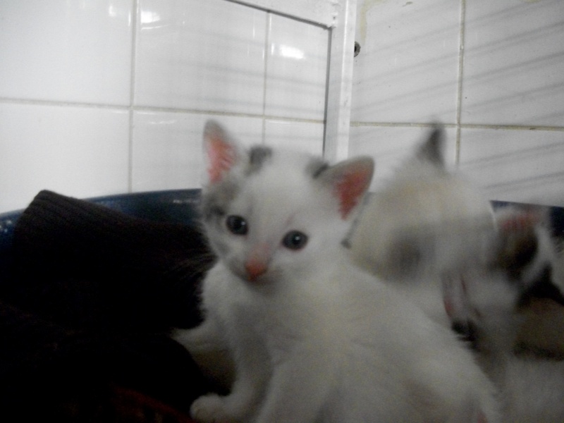 MALCOM (chaton blanc) 6_mois17