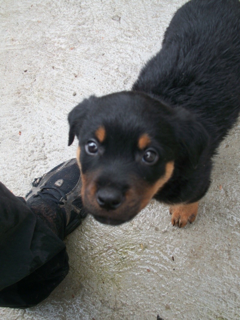 HANNIBAL (chiot mâle rottweiller) A_00911