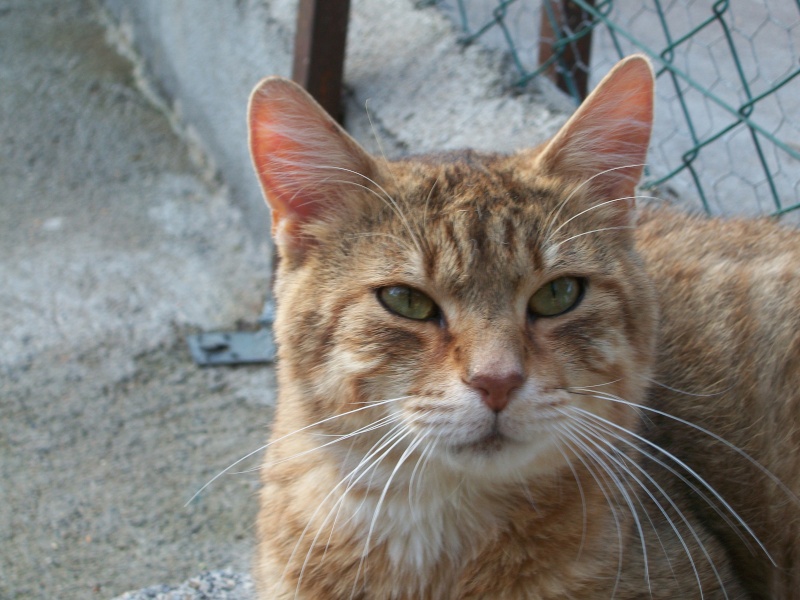 PACHA (européen tigré et blanc) Chat_116