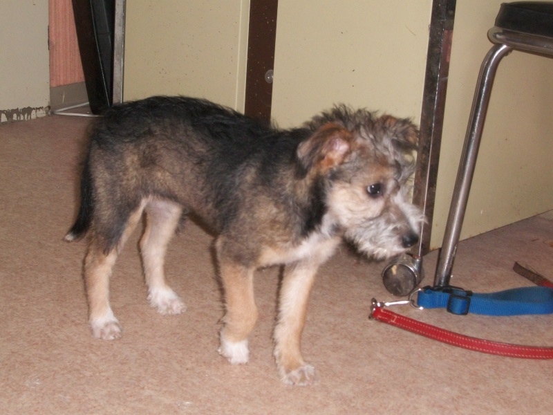 Zelda (chiot femelle croisée griffon) D_00210