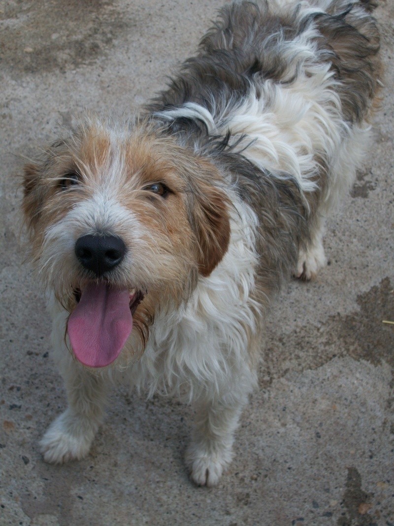  JACK (mâle croisé fox terrier) Eric_e37