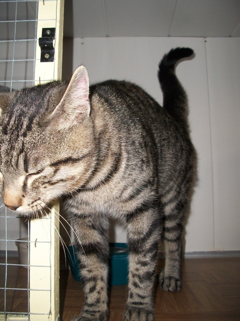 LANCELOT (chat mâle européen tigré foncé) Farwes41