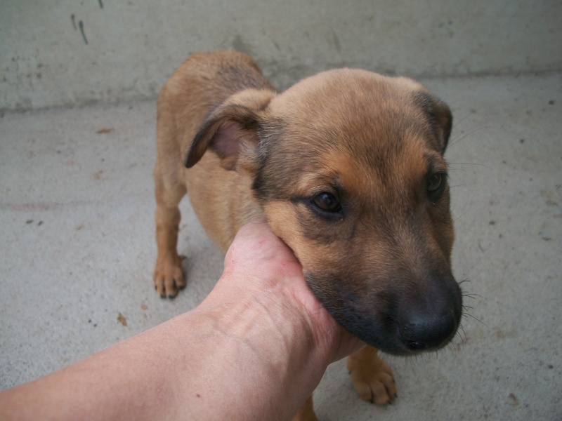  XENA (chiot croisé malinois) M_02610