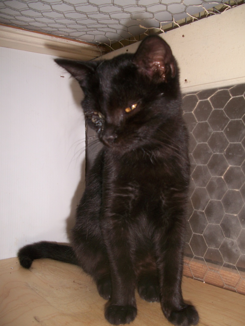  PISTACHE (chaton noir)   Nimo_024