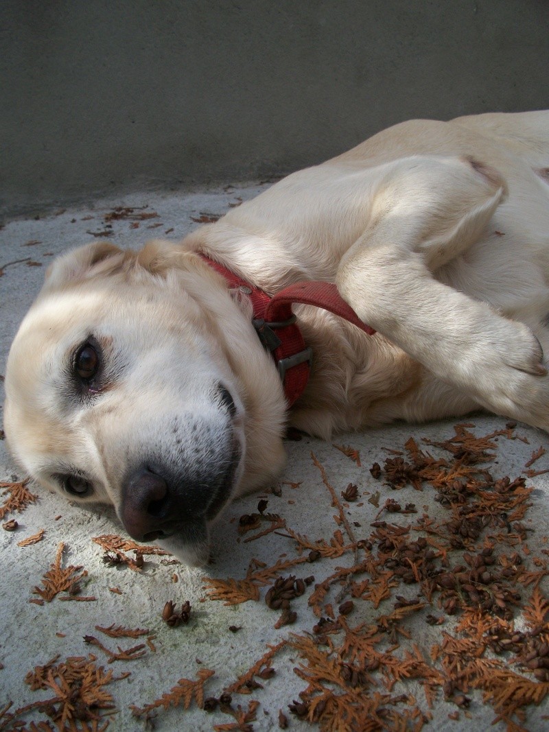 Trouvé 2 labradors sables baptisés KIWI et KEBEC Oregon16