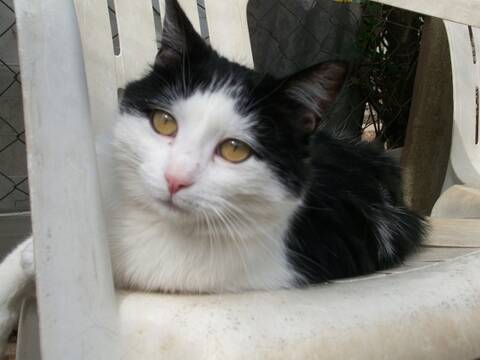 Basile Chat Noir Et Blanc Basile Chat Noir Et Blanc
