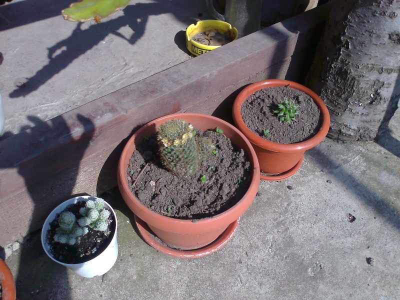 cactusii de toate felurile(ingrijirea si inmultirea lor) !!!!!! - Pagina 2 Fotogr19