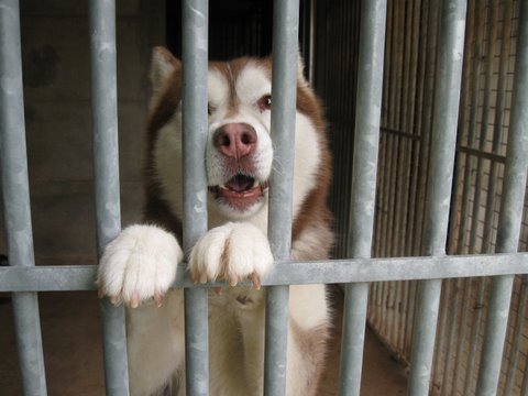 LILOU Husky chocolat 10 ans ASSO65 DECEDE Img_2110