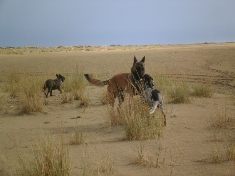 Les chiens à la plage de l'Espiguette P9240021