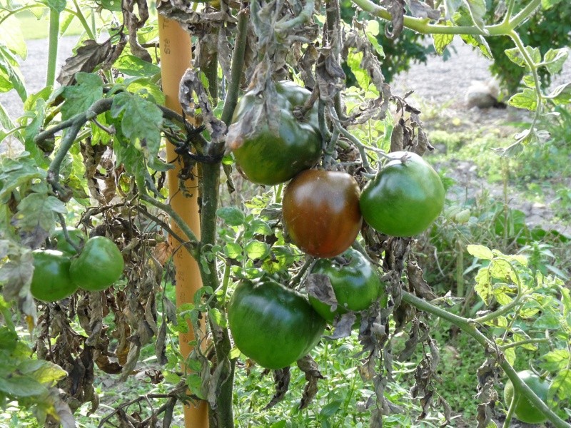 Fruits et légumes 01014