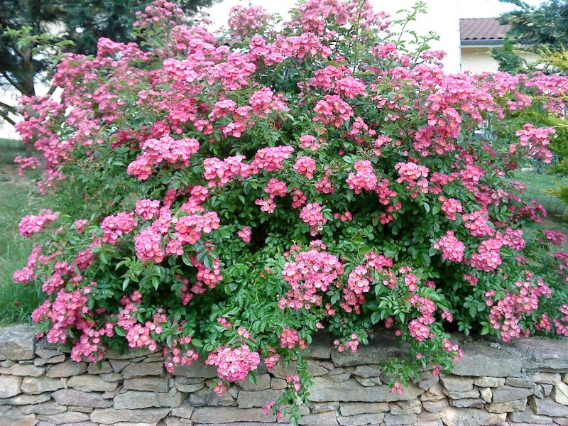 ROSIER EN FLEURS Photo_11