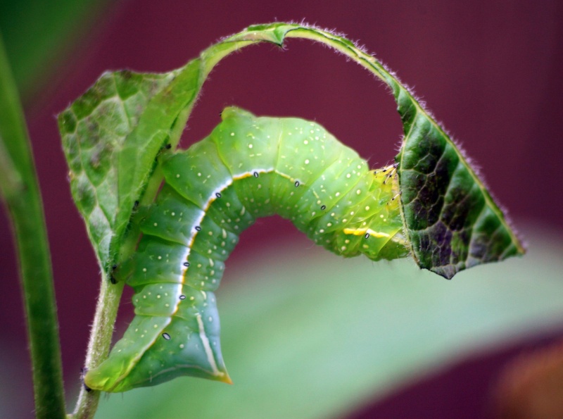 Some macro photo's that I made in my garden and other photo's - Page 3 00212