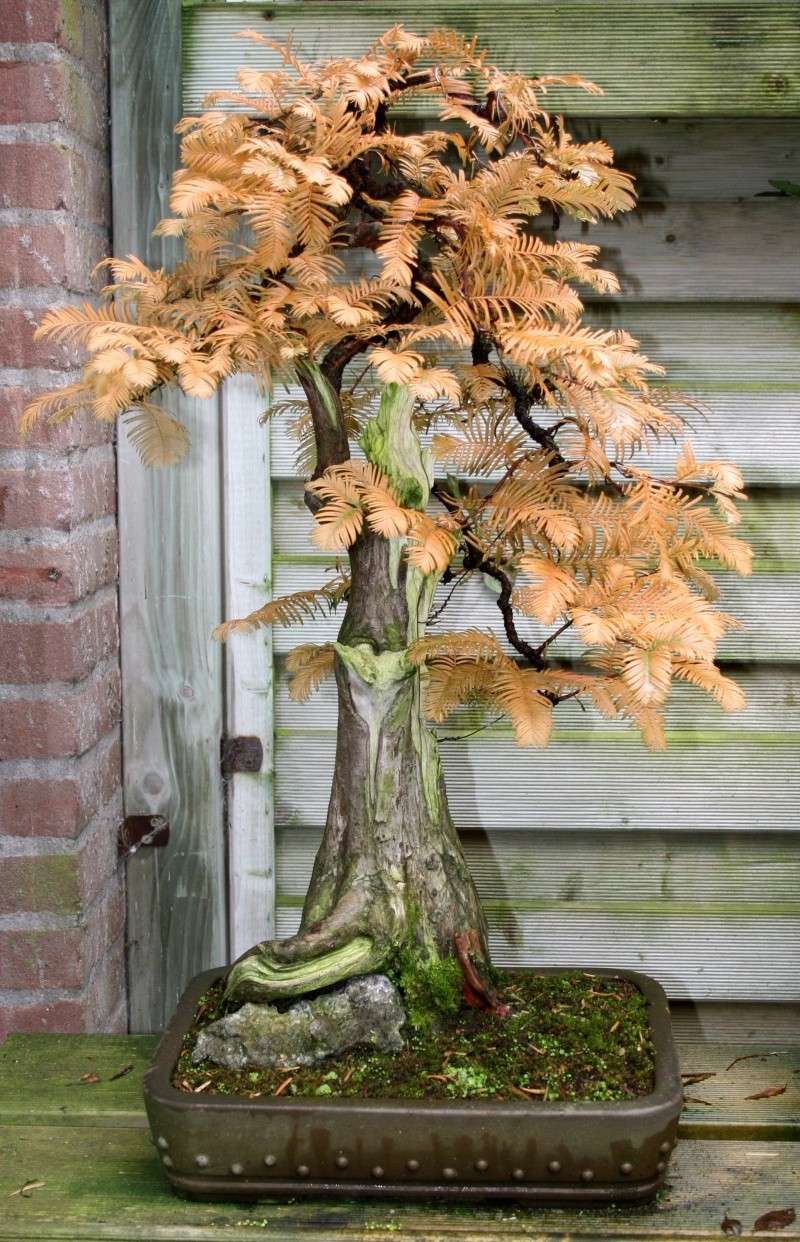 Show the Autumncolour from your bonsai - Page 2 00310
