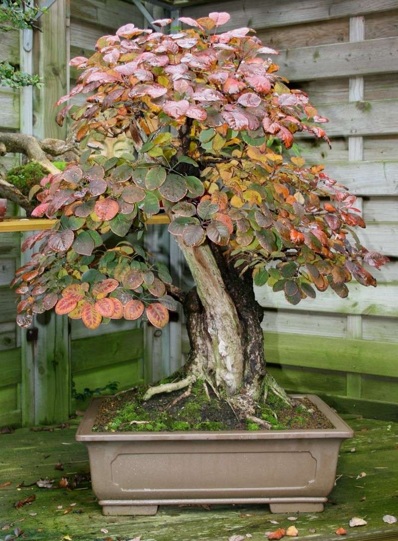 Show the Autumncolour from your bonsai - Page 2 00411
