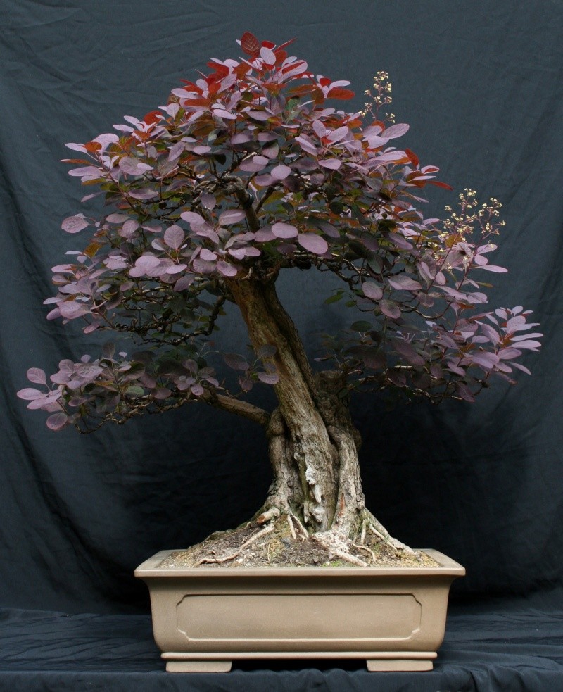 Purple Smokebush 00612