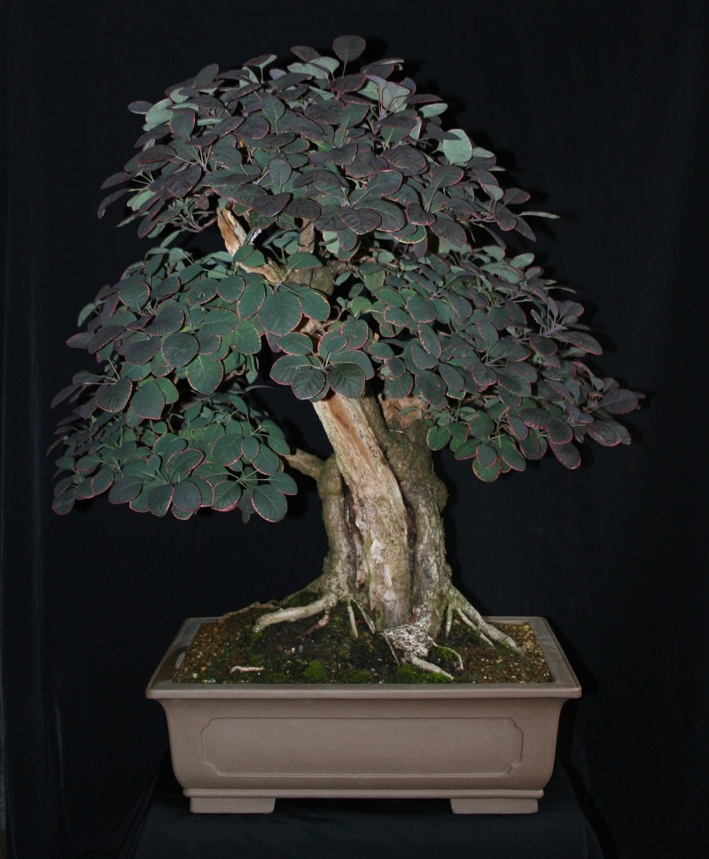 Show the Autumncolour from your bonsai 01310