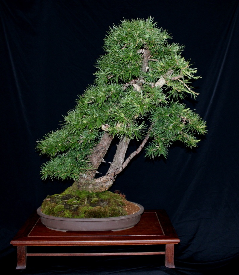 Difficult styling from a European larch 02811