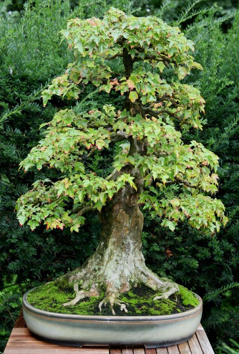 Show the Autumncolour from your bonsai Ab111