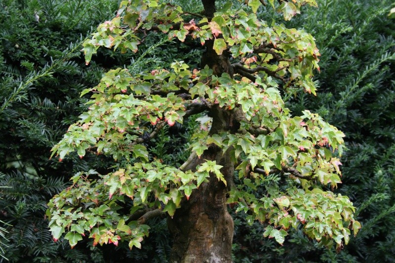 Show the Autumncolour from your bonsai Ab211