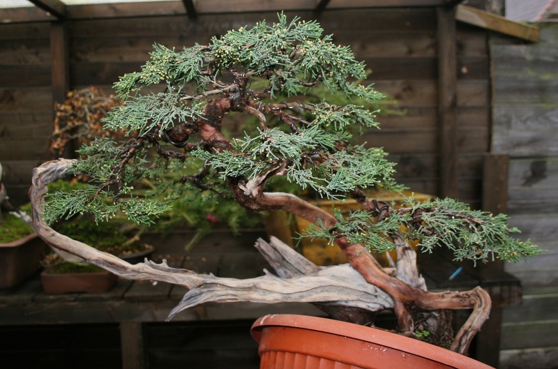 juniperus Sargentii yamadori J1310