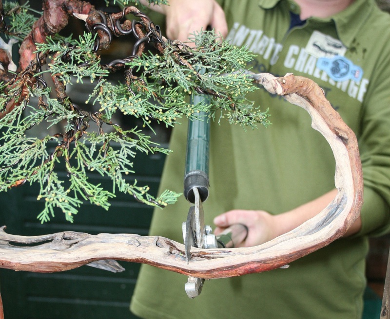 juniperus Sargentii yamadori J14b10