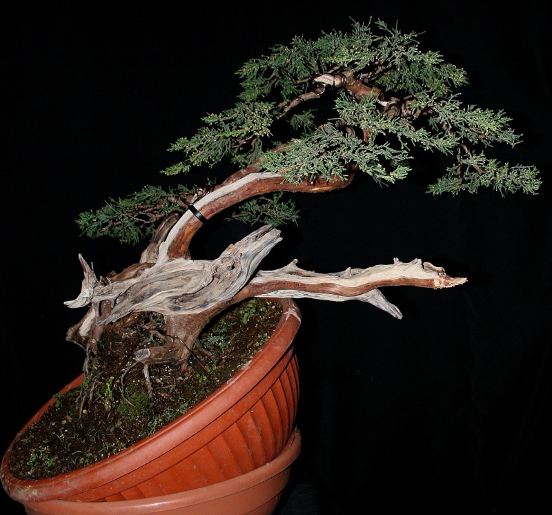 juniperus Sargentii yamadori J18the10