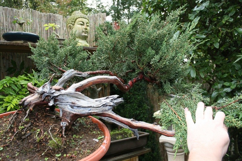 juniperus Sargentii yamadori J210