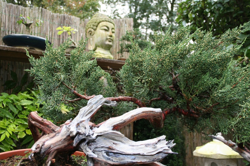 juniperus Sargentii yamadori J310