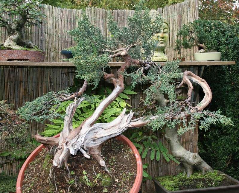 juniperus Sargentii yamadori J710