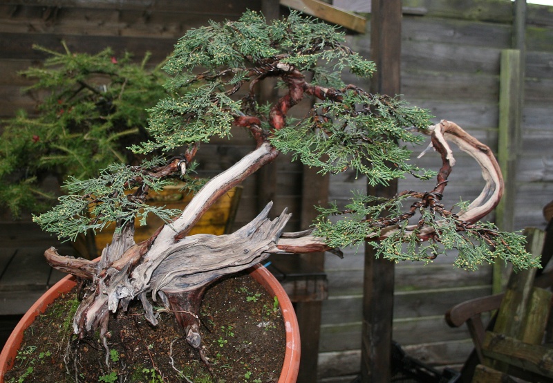 juniperus Sargentii yamadori J810