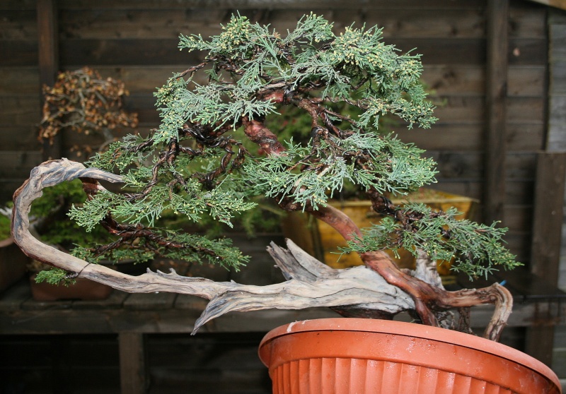 juniperus Sargentii yamadori J9new_10
