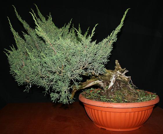 juniperus Sargentii yamadori Junipe11