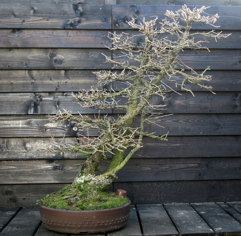 Difficult styling from a European larch L110