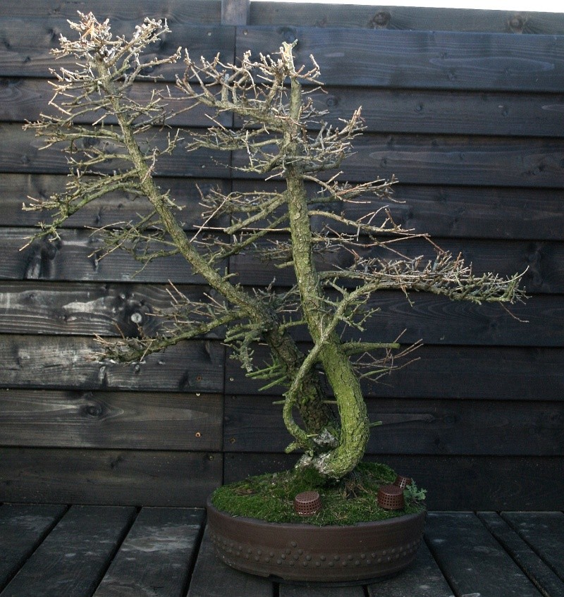 Difficult styling from a European larch L210
