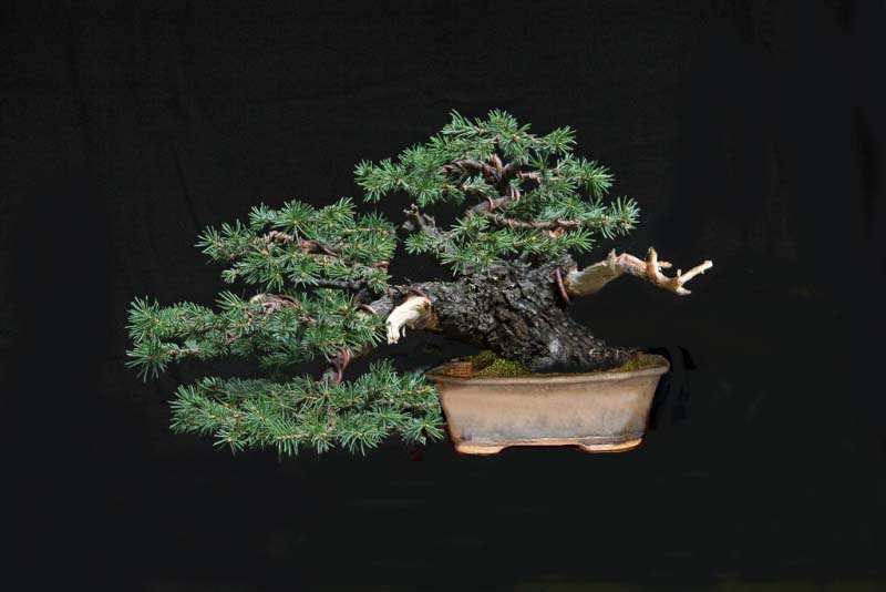 Pot ideas for a yamadori spruce Spruce10